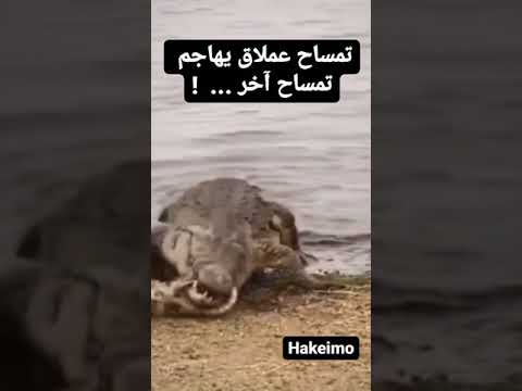 تمساح عملاق يهاجم تمساح آخر اكسبلور فولو فولو