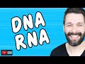 DNA E RNA - ÁCIDOS NUCLEICOS - BIOQUÍMICA | Biologia com Samuel Cunha