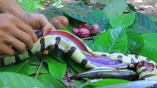 Download Unbelievable A Lot Of Fish In Snake Stomach Then Cooking Snake Soup Video MP3 Unbelievable A Lot Of Fish In Snake Stomach Then Cooking Snake Soup