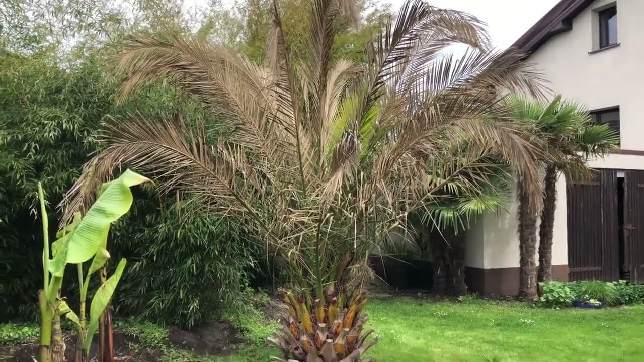 Restart daktylowca kanaryjskiego po defoliacji