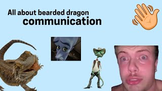 How to understand bearded dragon body language!