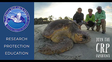 Caretta Research Project - Saving Sea Turtles Since 1973