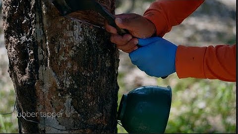 How to Rubber tapping, Harvesting latex from rubber trees, ASMR