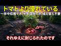 トマトより優れた作物。一年中収穫でき、半年保存可能、植え替え不要。この植物はなぜ封印されたのか?