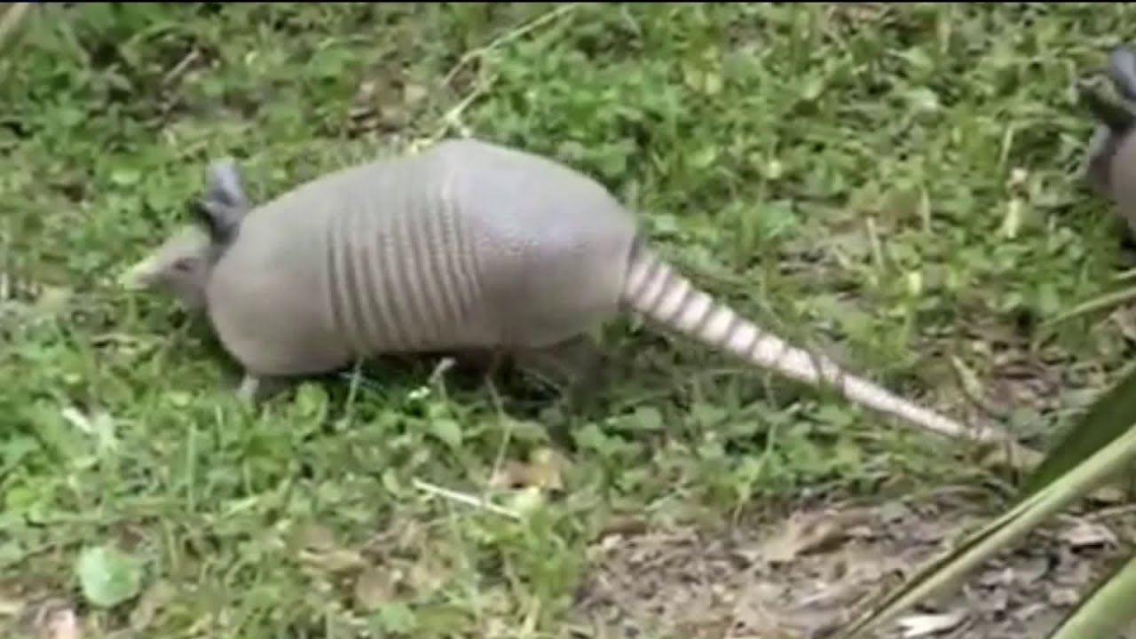 Armadillos Are On The March To Colonize Missouri YouTube