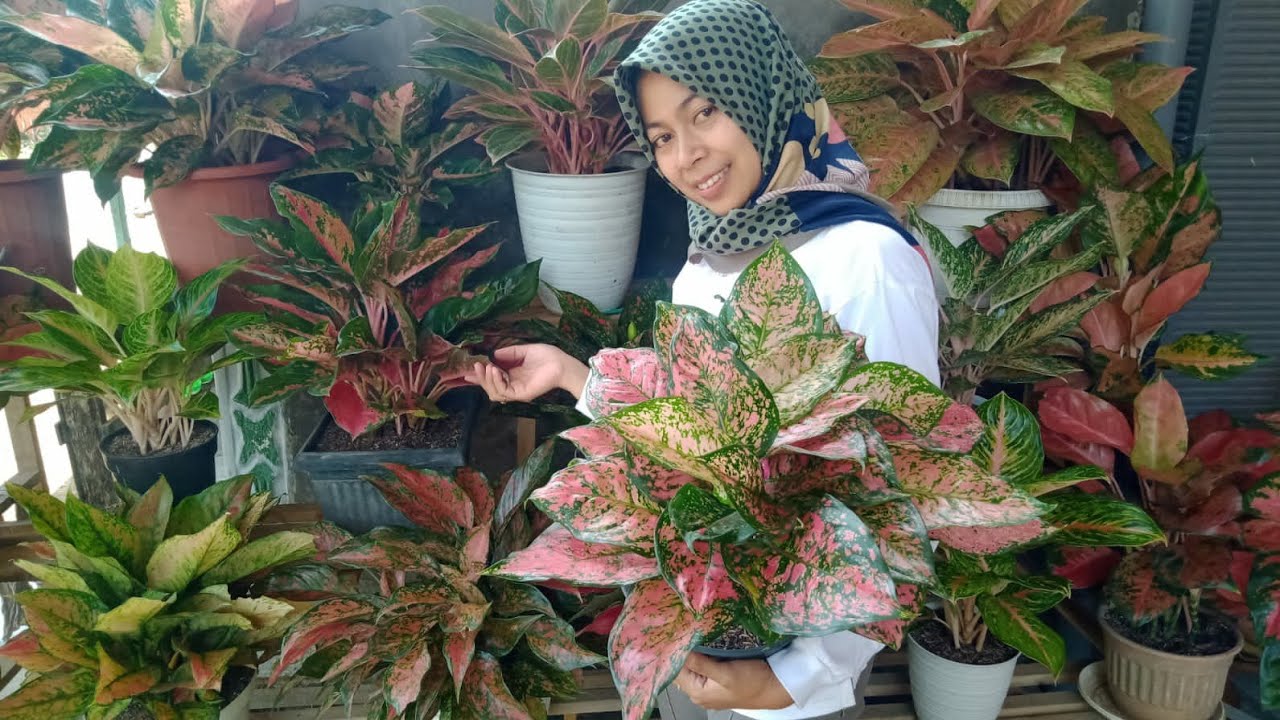 Schedule Rimbun Rimbun Rumpun Murah Meriah Harga Mulai 5 rb_Aglonema Mbak Wina - YouTube