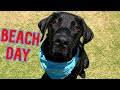 My Dog Goes To The Beach For The First Time!!