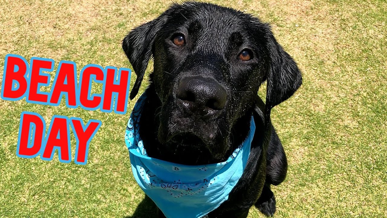 My Dog Goes To The Beach For The First Time!! - YouTube