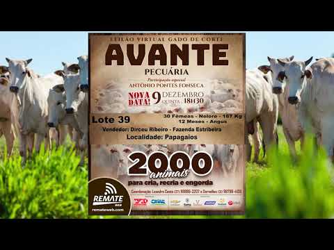 Lote 39 - Leilão Virtual Gado de Corte Avante Pecuária