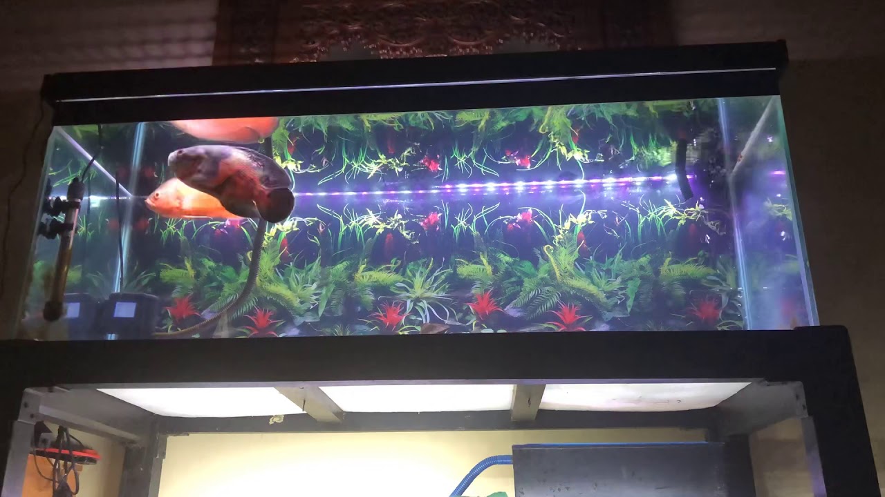My 16 months Oscars fish (timelapse)
