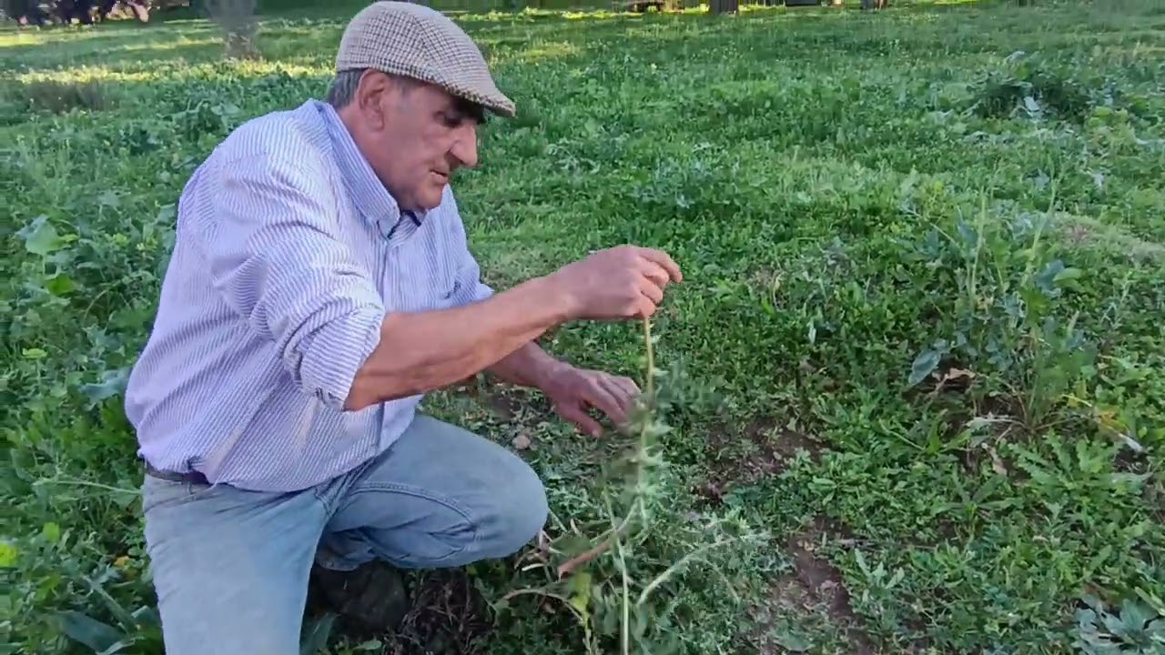 tarde de tagarninas,  y conversacion con Diego.