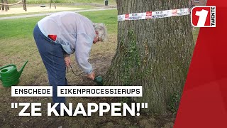 Nooit eerder vertoonde beelden van 'eikenprocessierupskiller' Attie