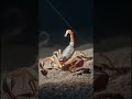 Camera Mounted on a Scorpion see what happens