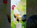 لماذا يصيح الديك في الصباح 