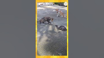 Mèo bị rắn cắn môi