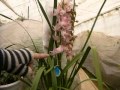 how to grow Cymbidium シンビジウムの育て方