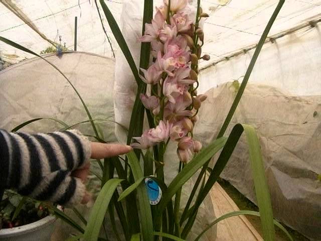 How To Grow Cymbidium シンビジウムの育て方 Youtube