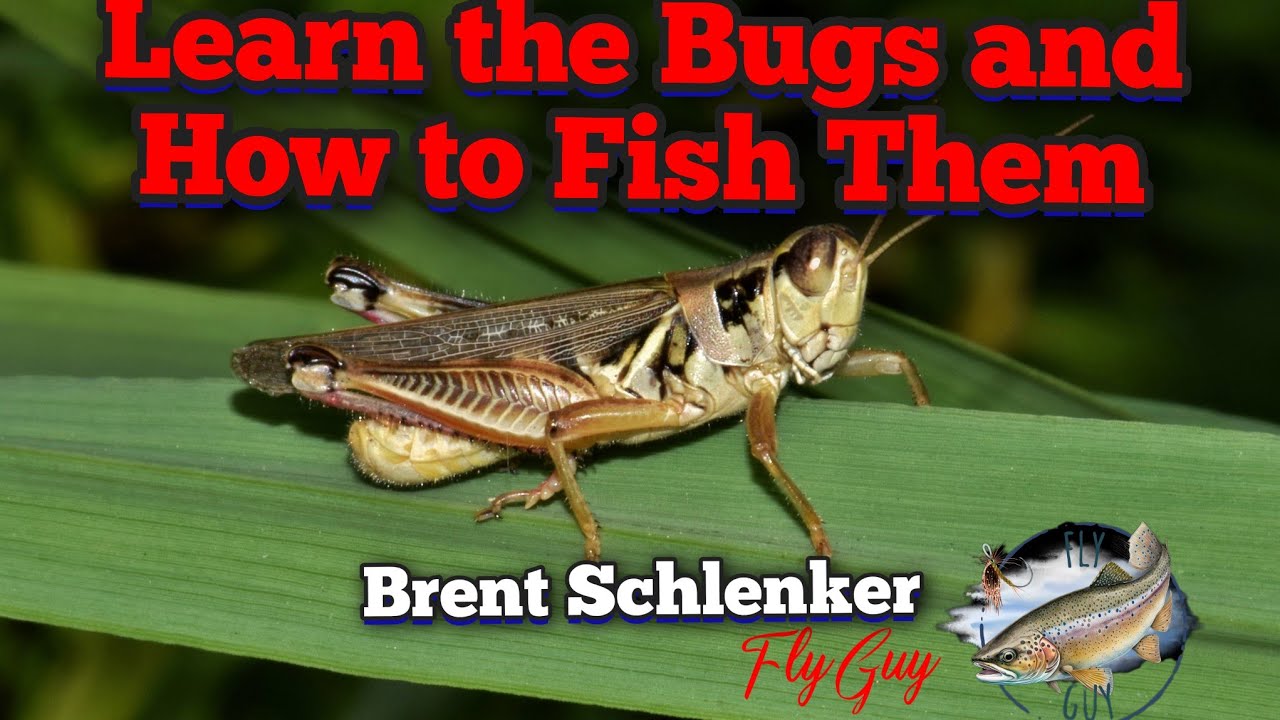 Learn to Identify Bugs and Fish the Right Fly - YouTube