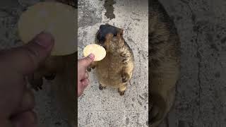 Cute Wild animal bobak marmot or prairie dog eating cookies yummy 142