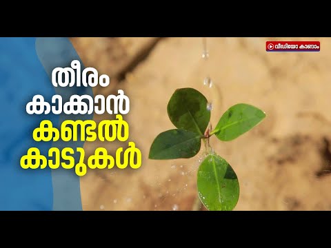 Mangroves to guard the coast  Mangrove Forests  Kallen Pokkudan Foundation