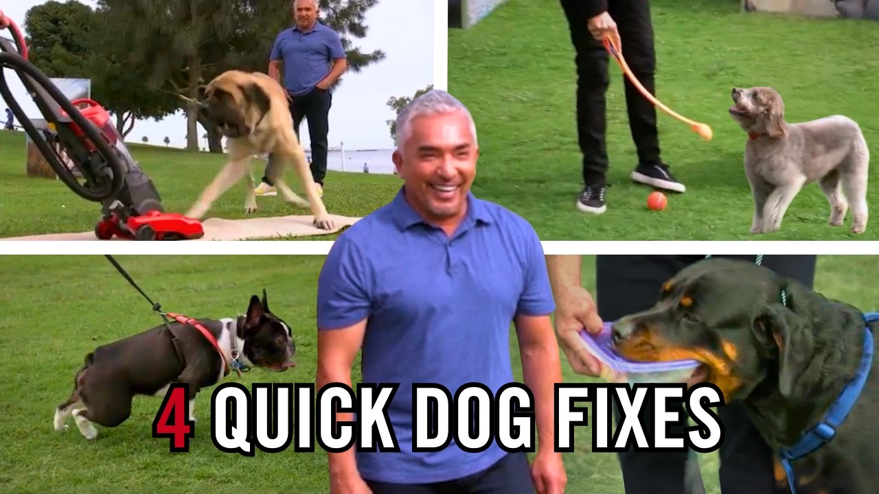 Dog Training Tips You Need for Everyday Problems - YouTube