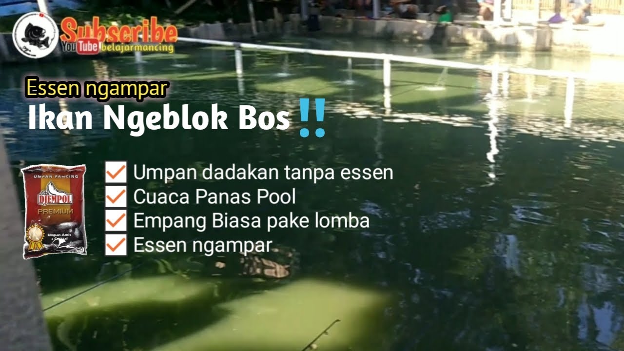 Begini Jadinya Kalau di Empang sudah perang Essen‼️|| Umpan Ikan Mas