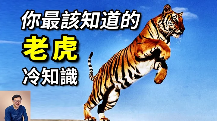 白虎背后的真相，老虎为何又叫“大虫”？对战狮子谁更强？“一山不容二虎”说的是什么？【老肉杂谈】 - 天天要闻