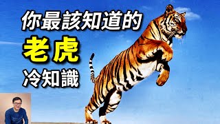 白虎背後的真相老虎為何又叫「大蟲」對戰獅子誰更強「一山不容二虎」說的是什麼【老肉雜談】