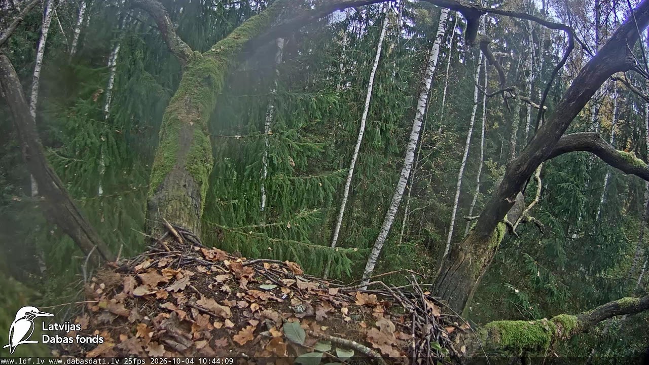 Deep in the stork woods — provider preview