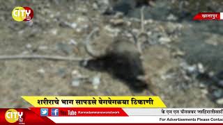 Khanapur Cow Accident