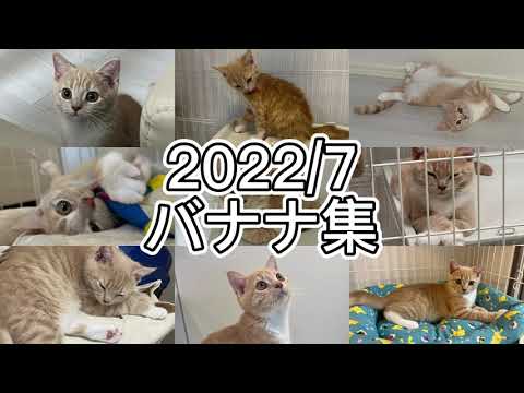 【マンチカン×サイベリアン】バナナ成長記 22/7 #子猫