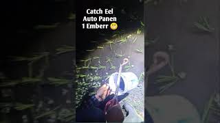 #shorts KLUYURAN MALAM DISAWAH Ngobor belut di sawah pake gunting