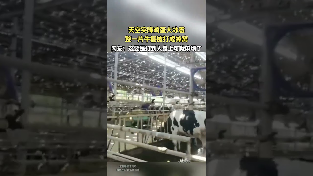 天空突降鸡蛋大冰雹，整一片牛棚被打成蜂窝