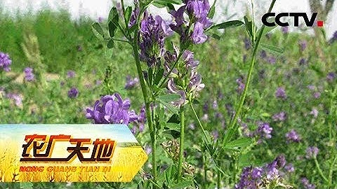 紫花苜蓿草 Youtube