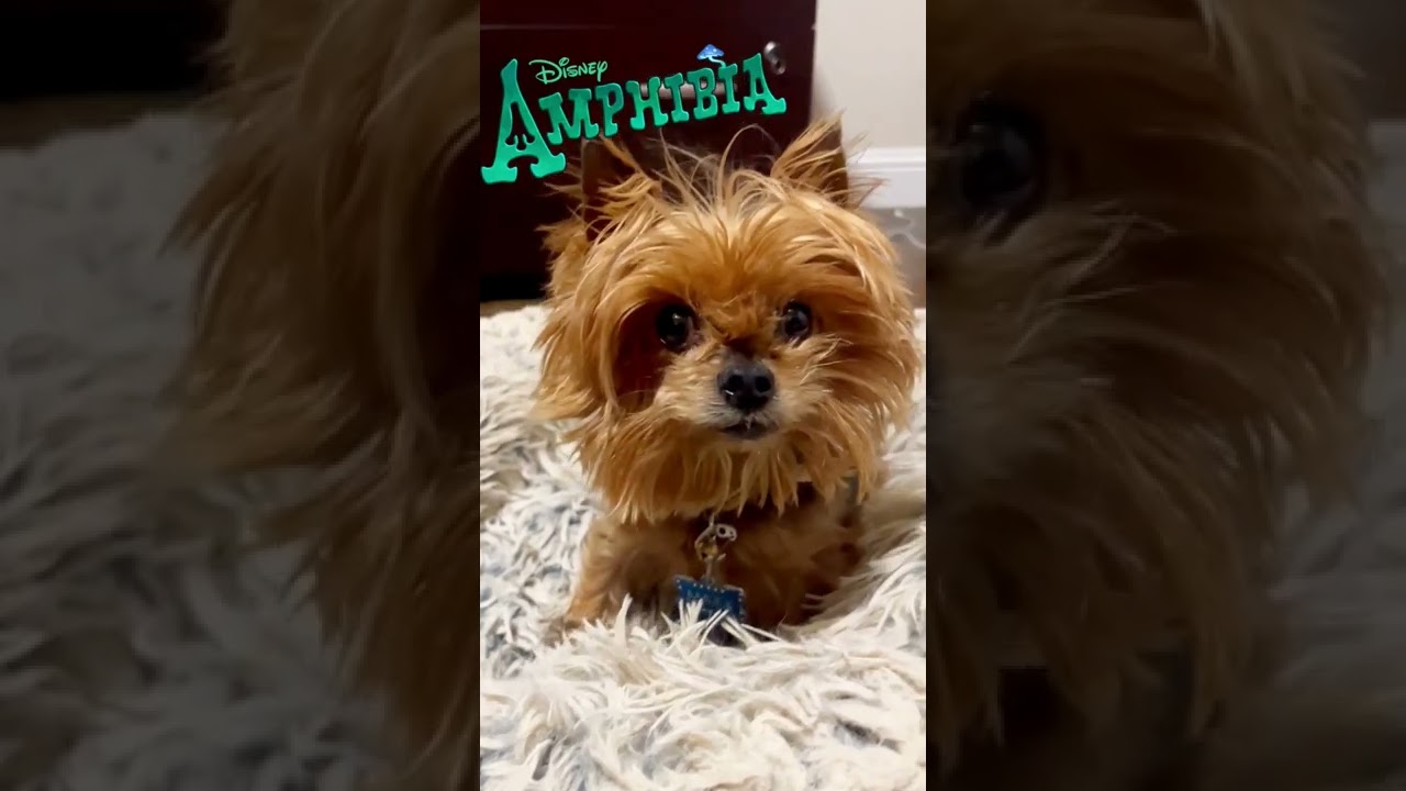 Maxx Reacts - Amphibia Theme Song! 🐸🐶 #cartoon #piano #dog auf YouTube ansehen Maxx Reacts - Amphibia Theme Song! 🐸🐶 #cartoon #piano #dog auf YouTube ansehen