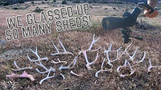 WE GLASSED UP SO MANY SHEDS | SHED HUNTING 2026