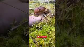 King bolete/Porcini - The best edible mushrooms