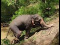 Anurandhapura Elephant Capture
