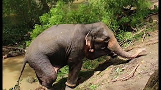 Anurandhapura Elephant Capture