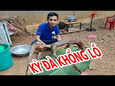 Video Hướng dẫn làm thịt Kỳ đà khổng lồ - Kỳ đà 3 món - youtube