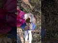 الحسون يشرب عن قرب 🐦🔥 | Beautiful Goldfinch Feeding Close Up #shorts