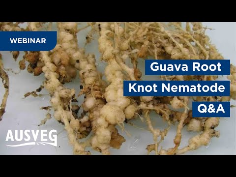 Video: Informazioni sui nematodi del nodo della radice di carota: come controllare i nematodi del nodo della radice nelle carote