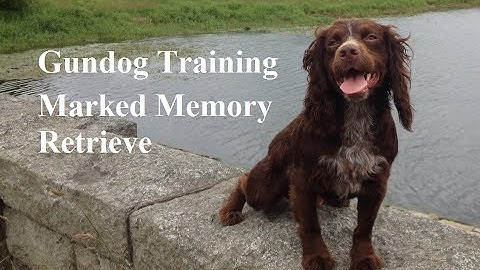 Gundog Training - Marked Memory Retrieve