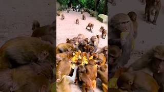 Monkey Eating : shortsfeed shorts funny funnyshorts funnyvideos mems