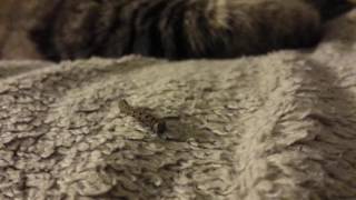 Cat and Caterpillar HD 720