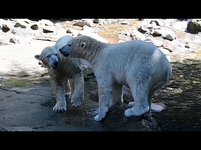 ホッキョクグマ親子イッちゃんとライ2026年9月14日撮影 - YouTube