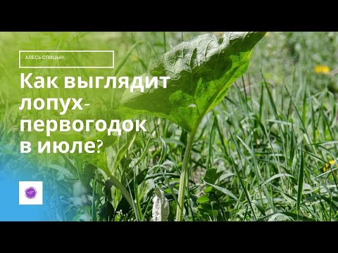 Как выглдит лопух-первогодок?