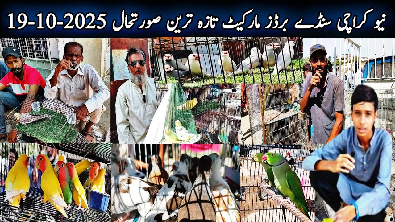 New Karachi Birds Market Sector 5-F Sunday 19-10-2025|Sunday Bird Market Karachi|Global Birds Lovers