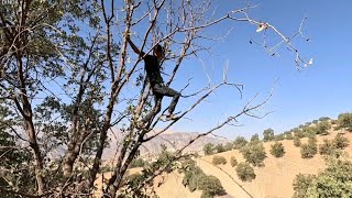 Download Lagu Dinda family is hardworking as always. This time they collect firewood MP3