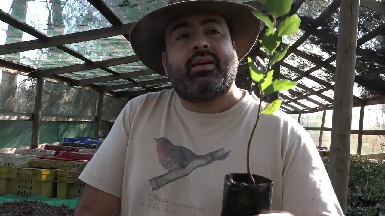 PEUMO ESPECIE ENDÉMICA DE CHILE